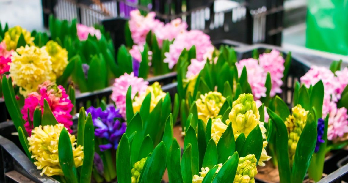 Do you want hyacinths to bloom for a long time? Apply this fertilizer and do not miss the deadline                
