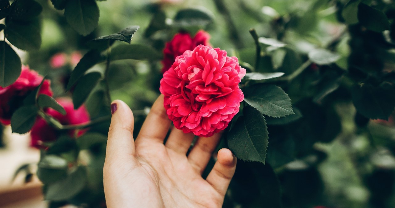 Substant to the shrubs of roses. Beautiful flowers will be envied by your neighbors