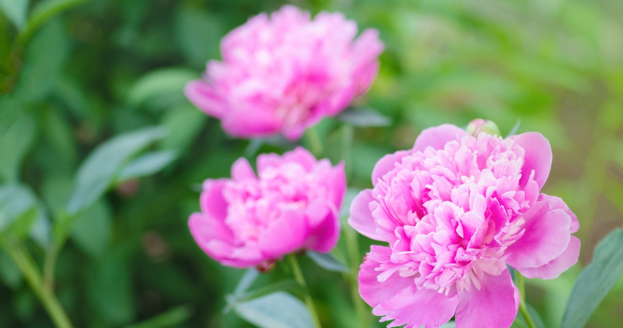 In March, water the peonies. In the season they drown in flowers