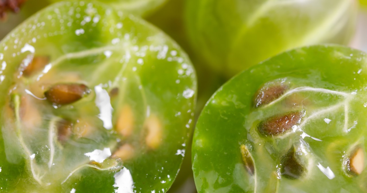 It used to grow in every Polish garden. This is the best fruit for slimming, cares for the heart and intestines