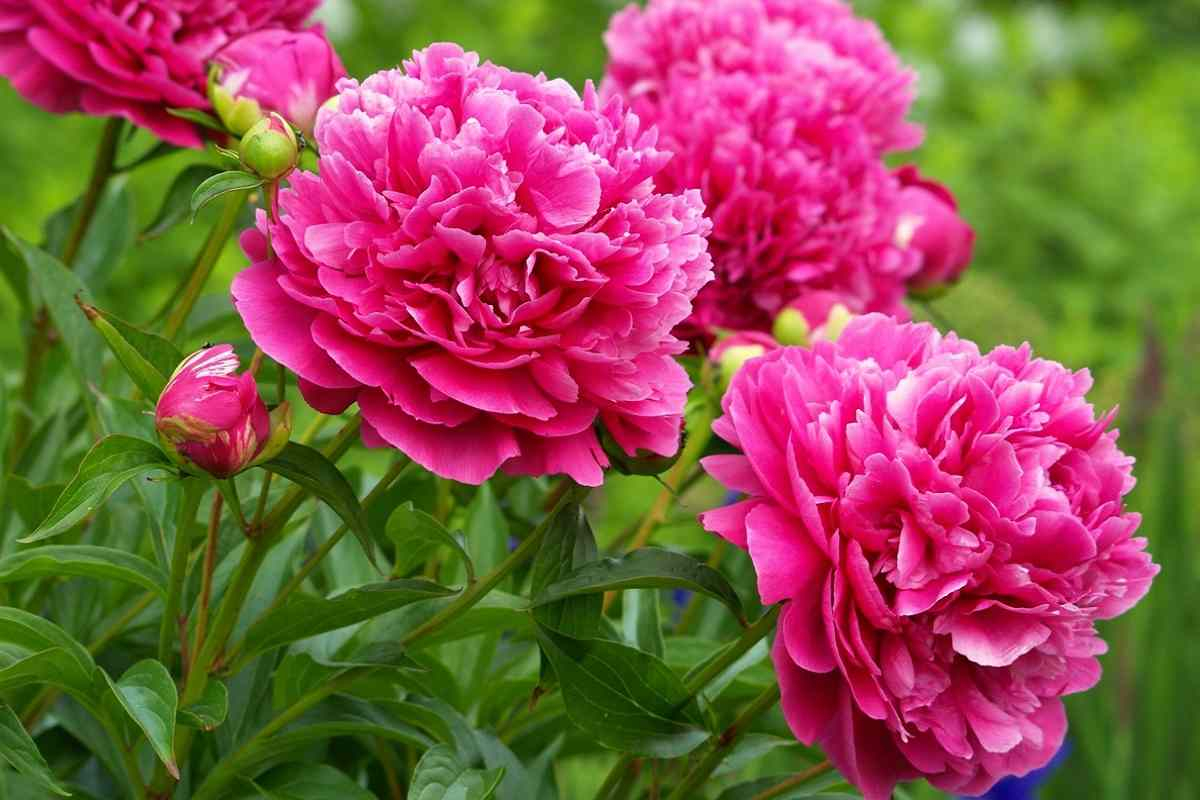 How to fertilize peonies in early spring so that they bloom with huge rings: Here's a recipe!