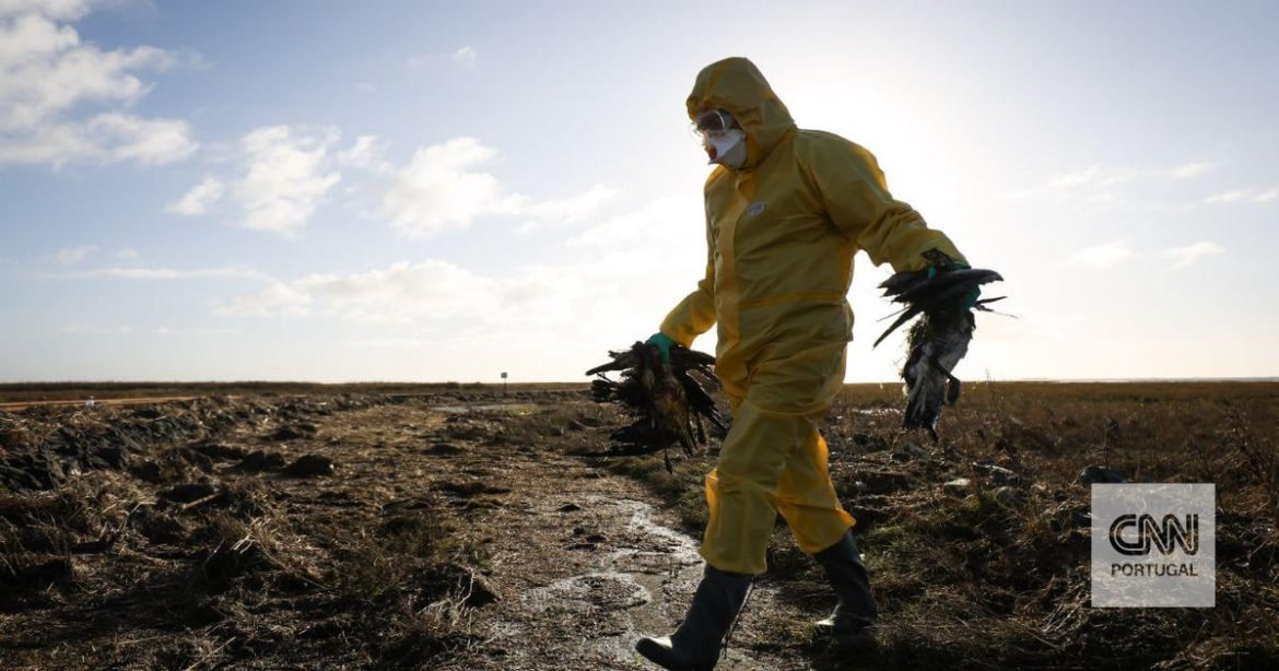 Detected first case of bird flu in a sheep Detected first case of bird flu in a sheep