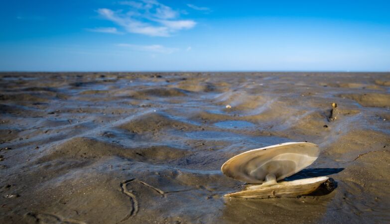 15 million years ago, the expansion of the sea bottom collapsed the oceans