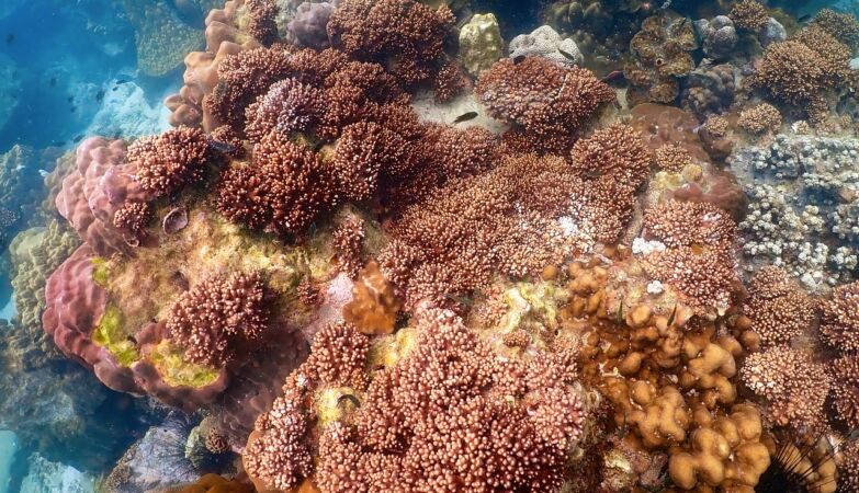 Mathematics can save the corals