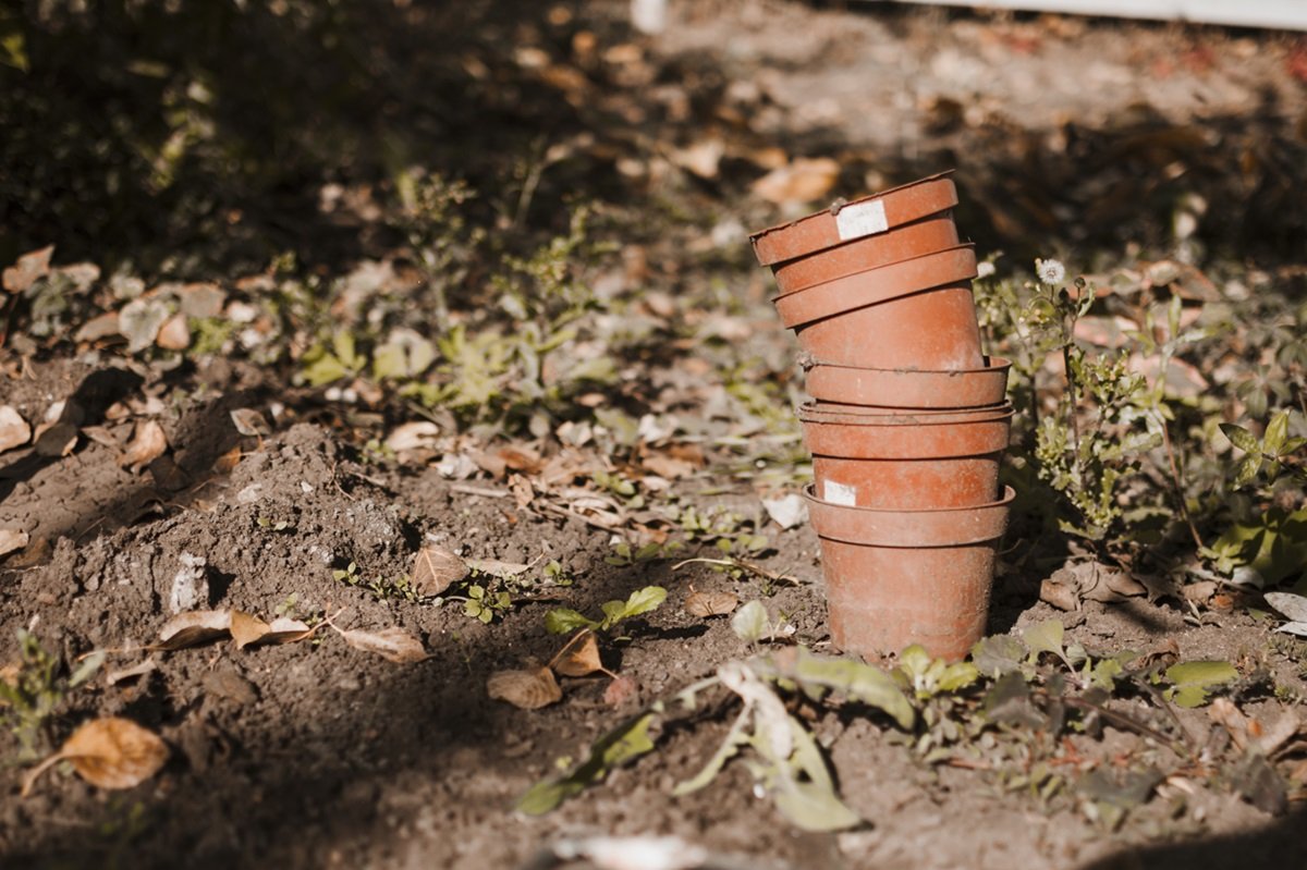 What do you need to do in the spring so that this year has no slugs in your garden?