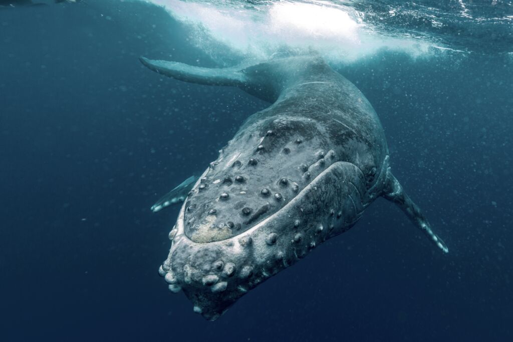 The whales sing the menu of the day