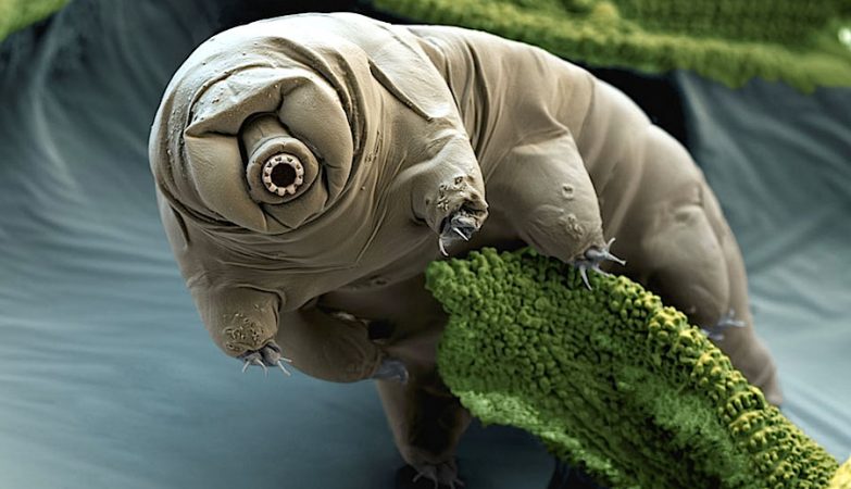 Unique Tardigered Protein can help in the fight against cancer (and not only)