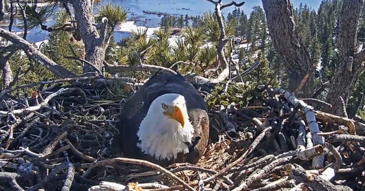 Fears for the fate of baby eaglet that vanished from Fears for the fate of baby eaglet that vanished from viral nest cam