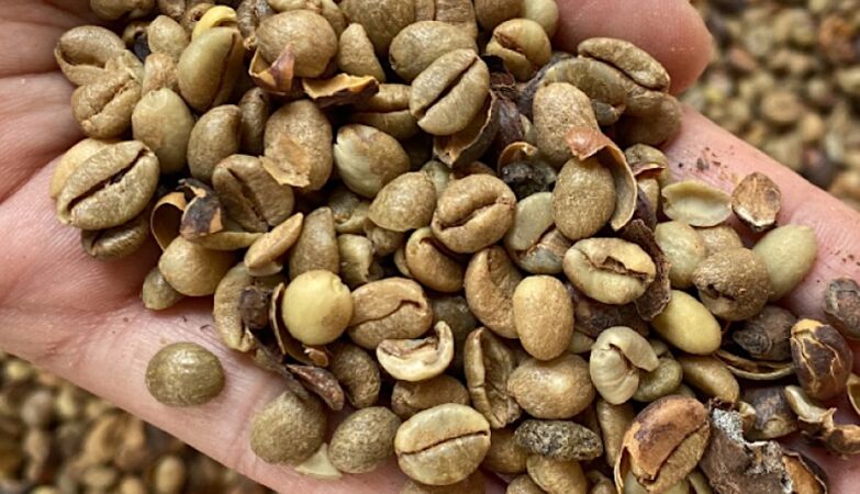 Can this rare grain be the solution to the global coffee crisis?