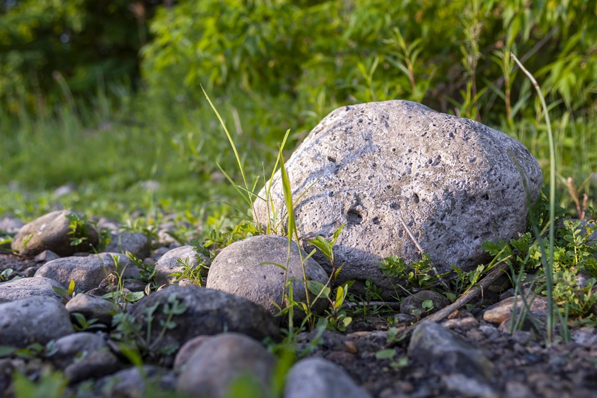 What do you need to do in the spring so that this year has no slugs in your garden?