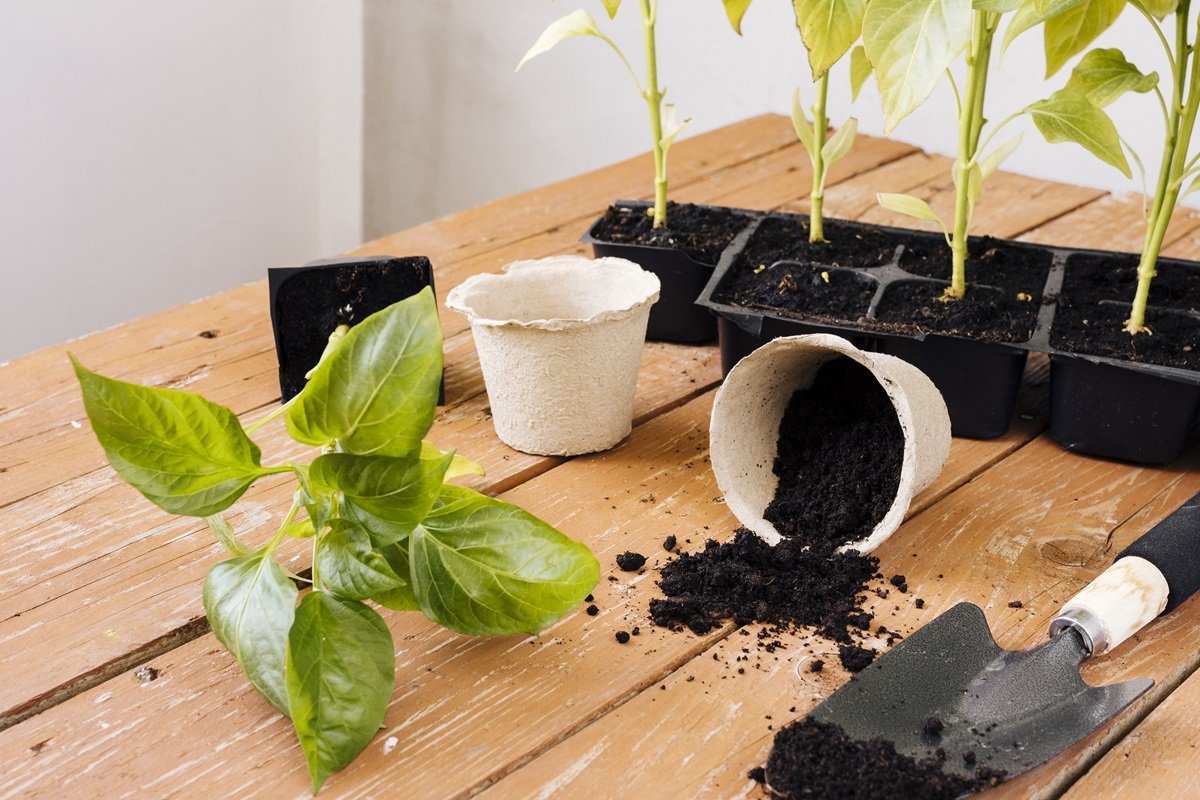 What do you need to do in the spring so that this year has no slugs in your garden?