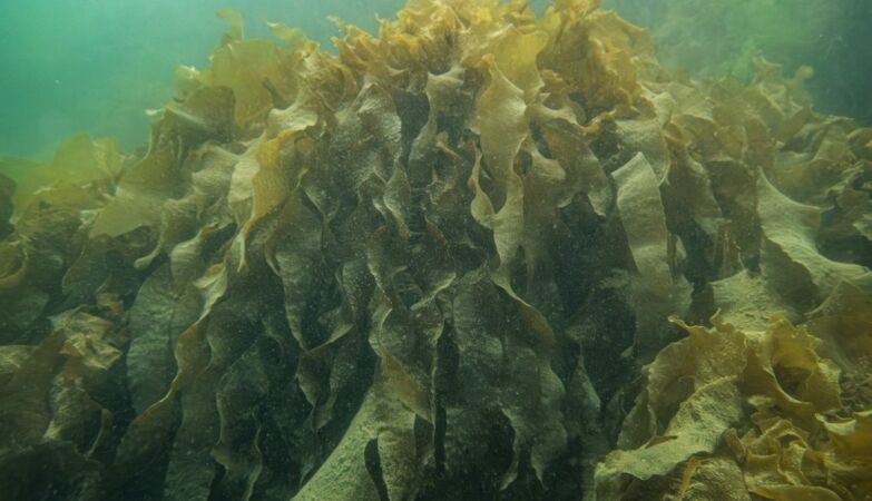 An algae of sushi threatens biodiversity in northern Portugal