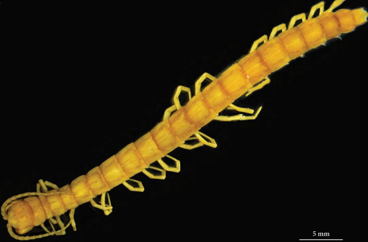 King of the Cave of Caves: The Blind and Deadly Giant that evolved in the dark
