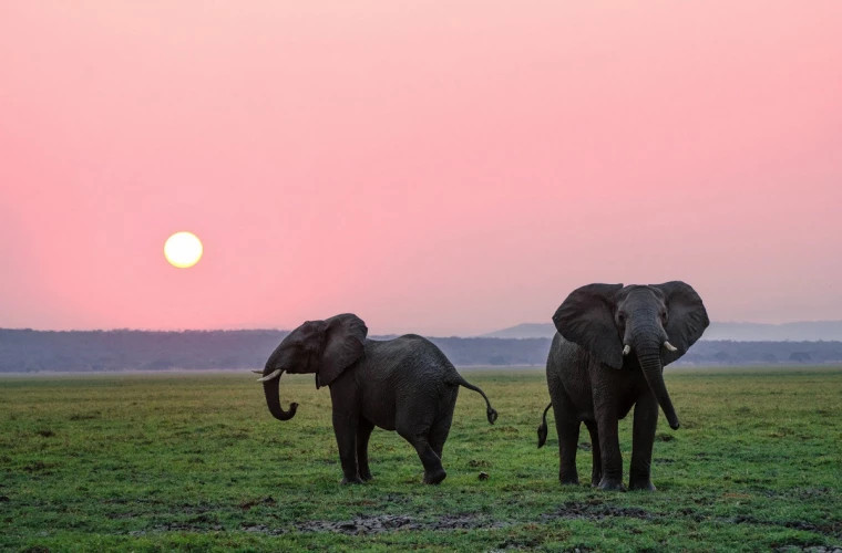 The protection of elephants attracts record funds - what happens to the other species?