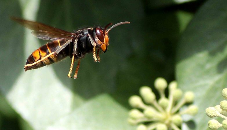 Scientists open Asian wasps and are shocked by what they eat