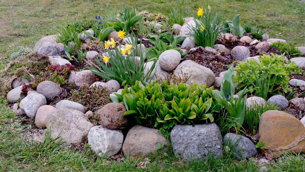 Rocky flower beds