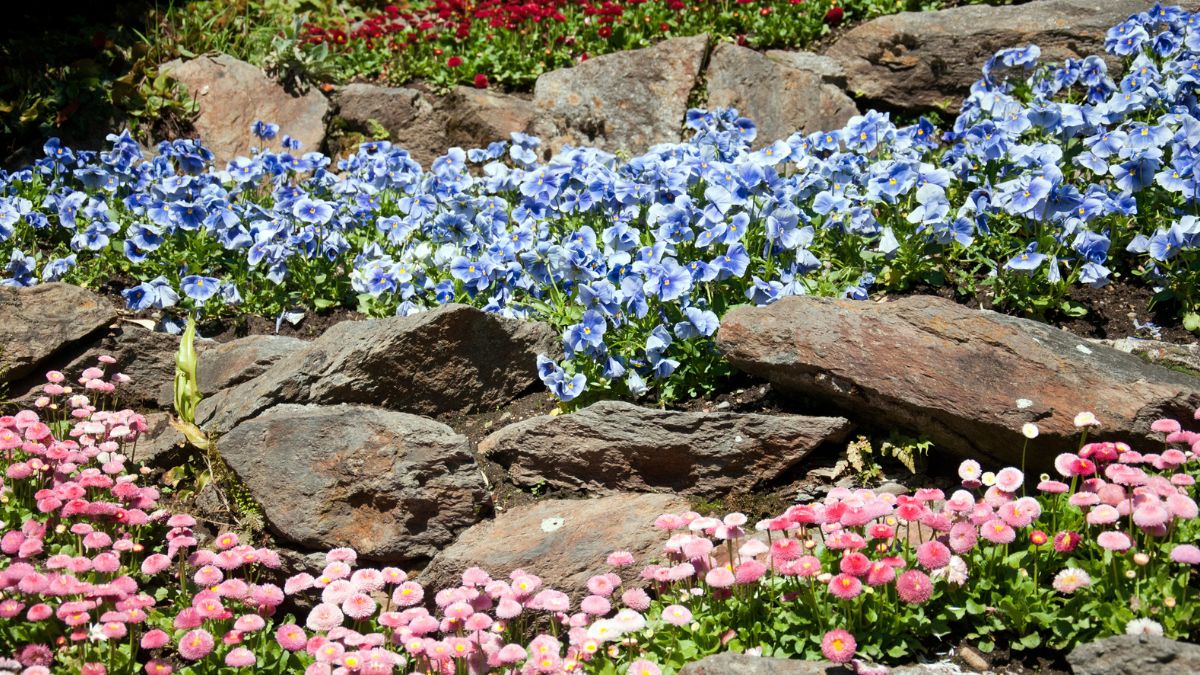 Earthstus flower bed with rocks