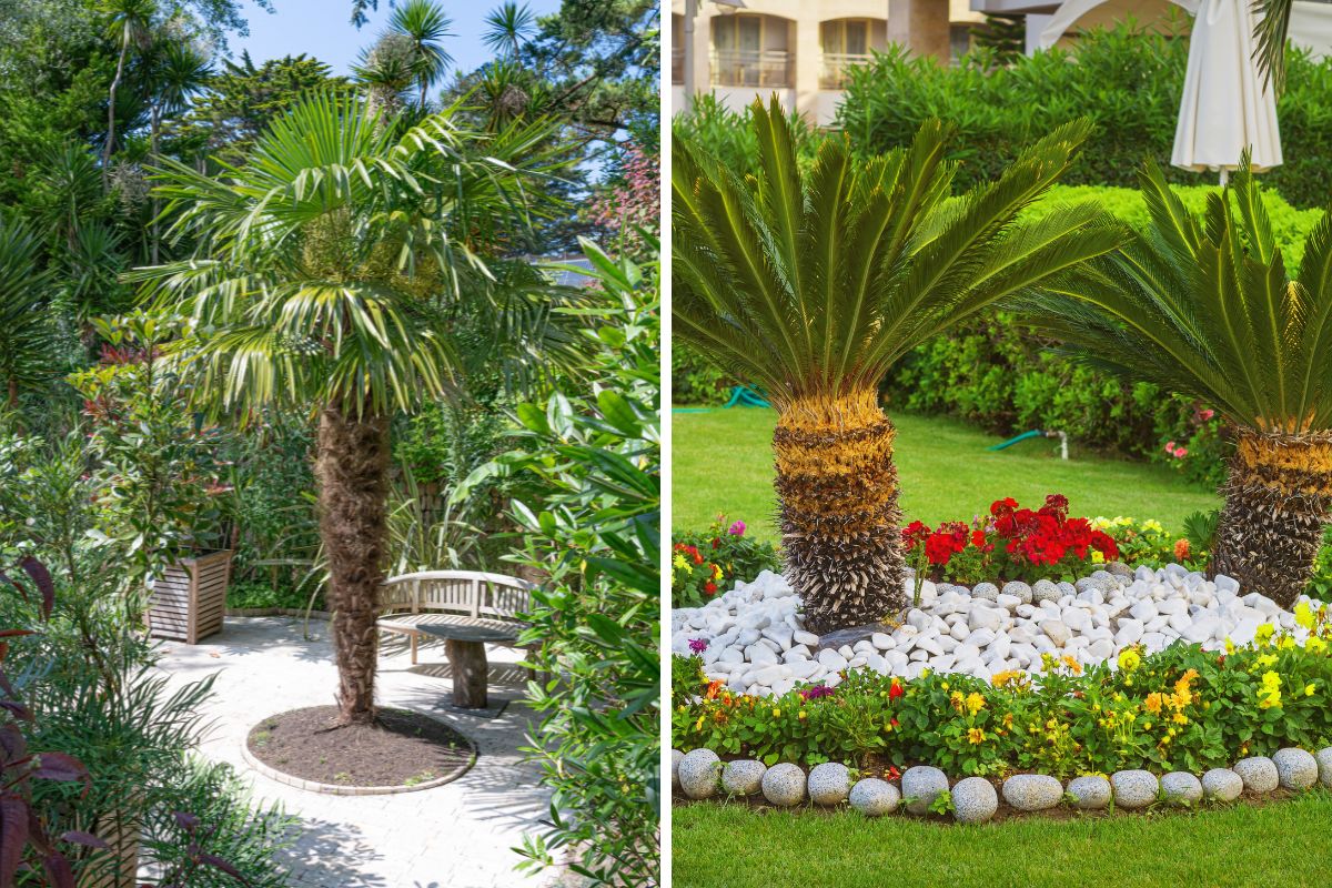 Palm circular flower beds