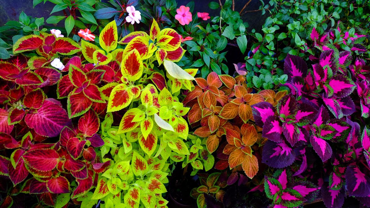 Coleus plant