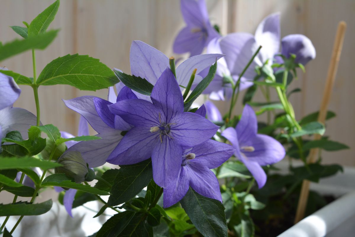 Perennial flowers for a balcony