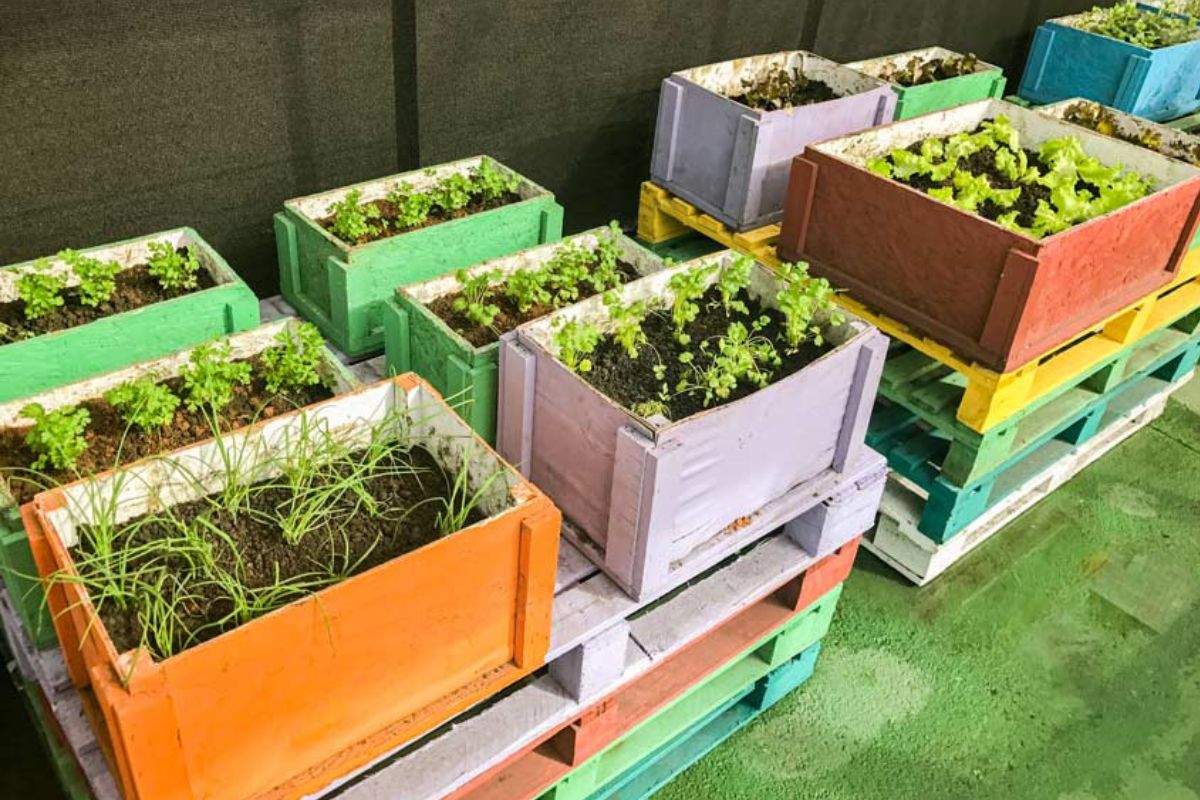 Wooden boxes for aromatic herbs