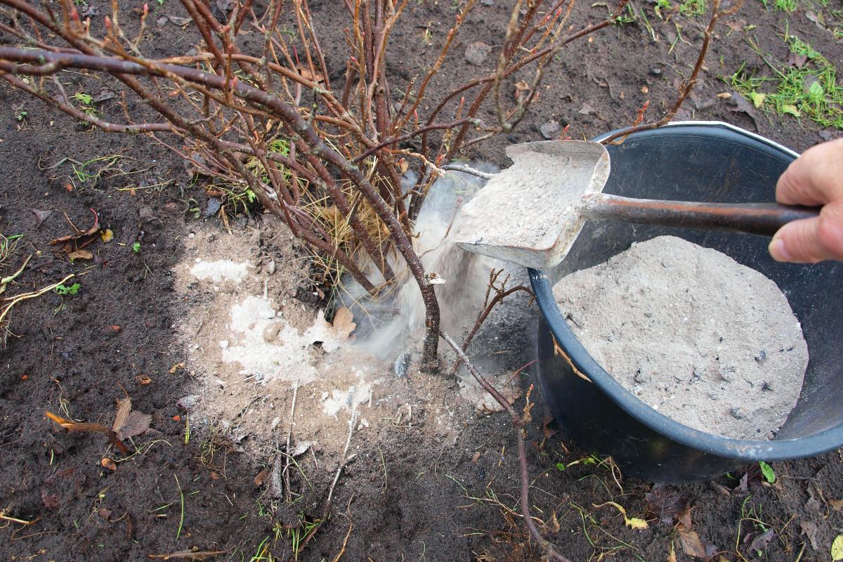 Wood ash: how to use it correctly