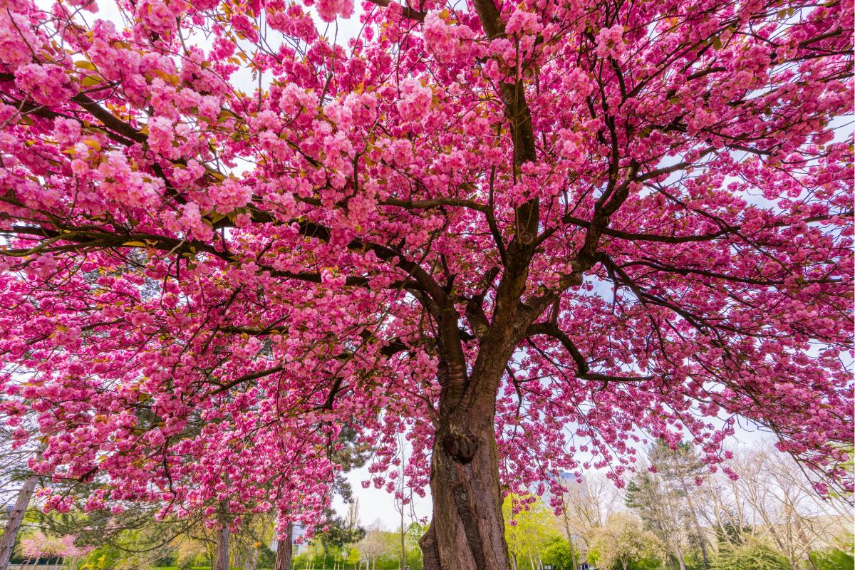 Here are 10 spring plants