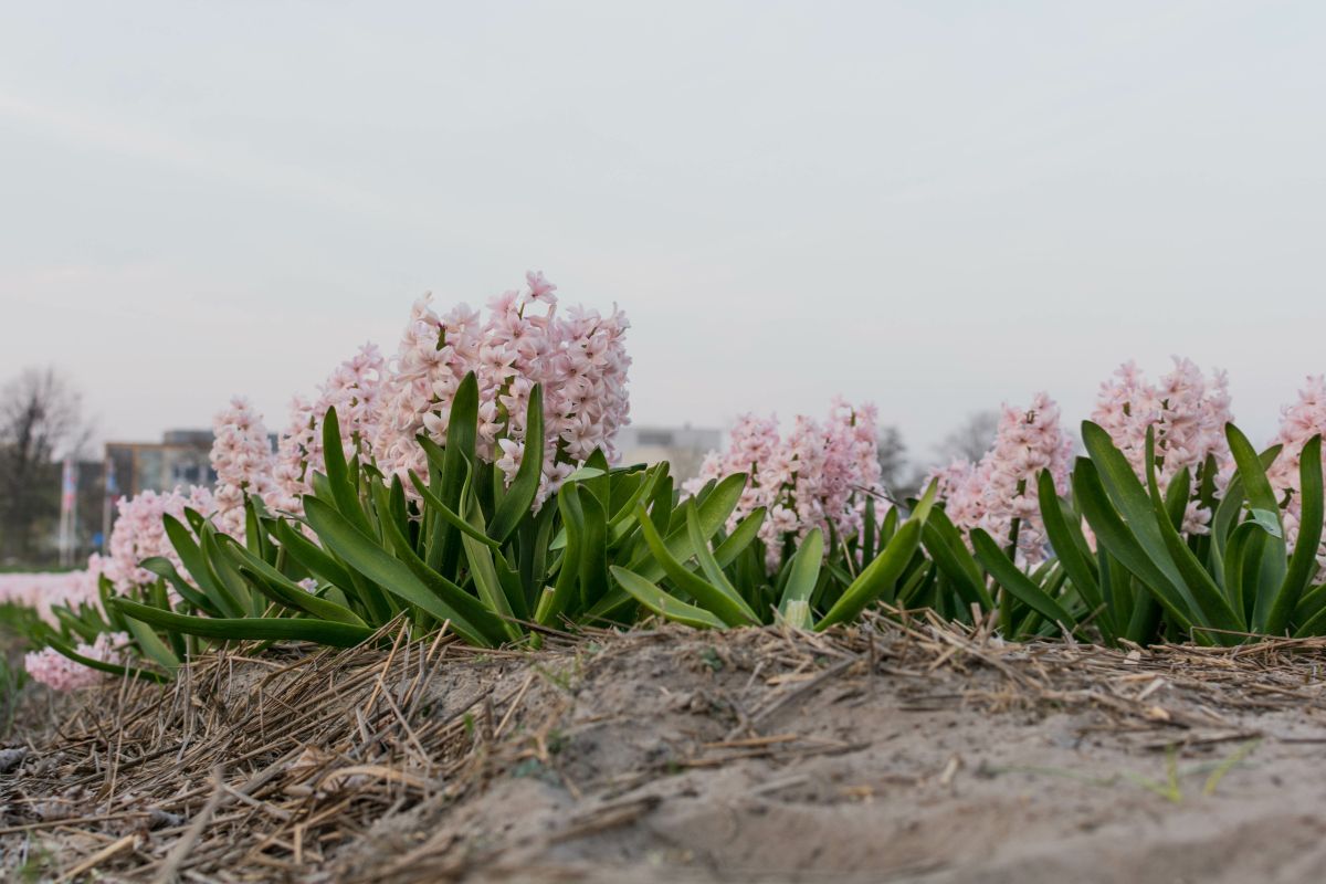 Cultivate the Giacinto in the garden