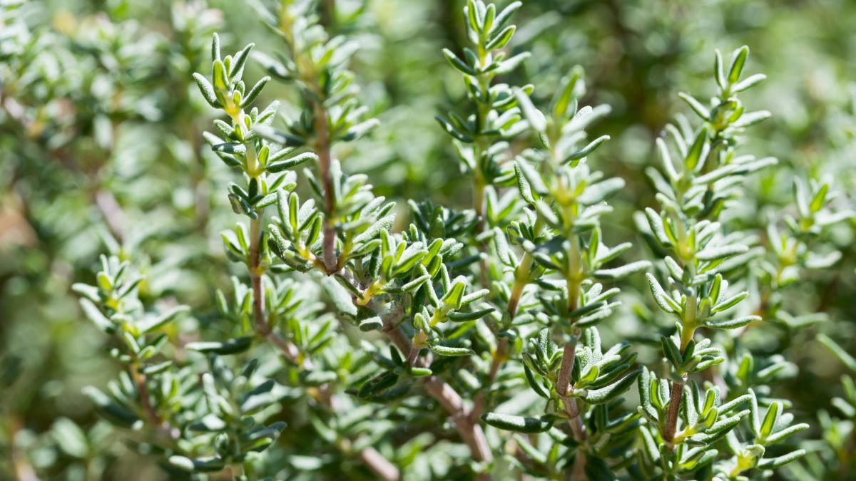 How to cultivate thyme