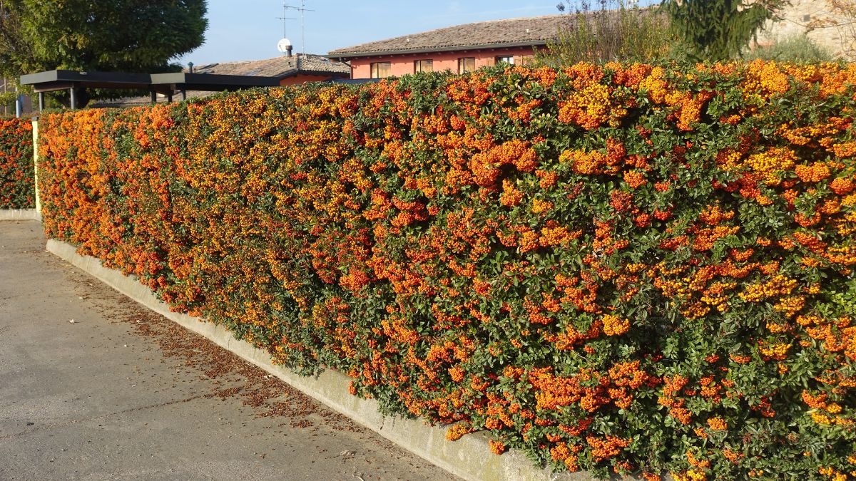 Piracanta Al evergreen hedge