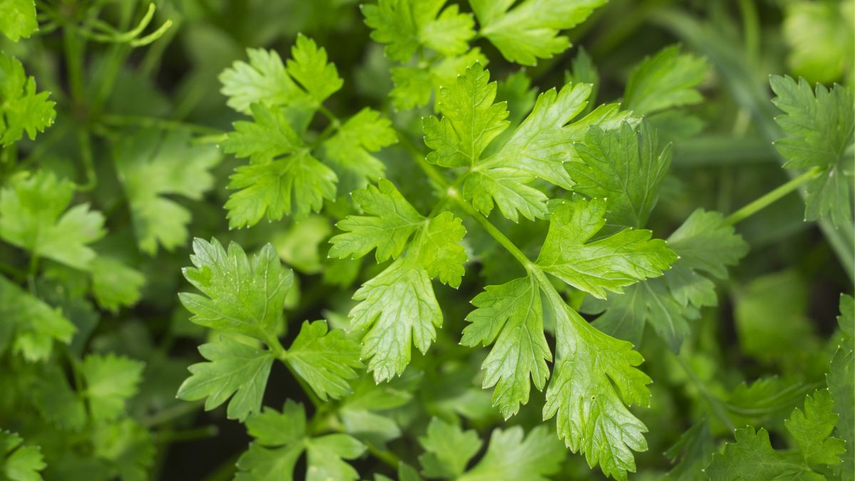 Infinite parsley on the balcony