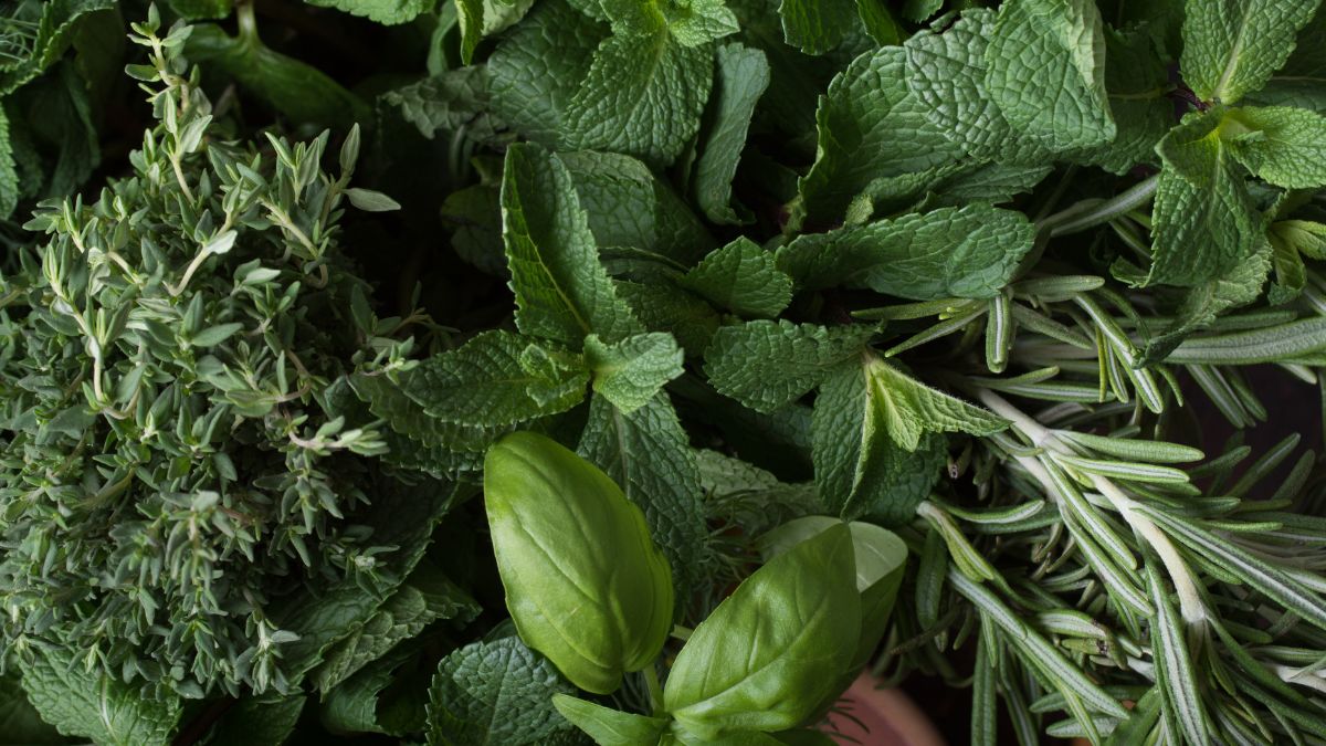 Mint parsley and rosemary