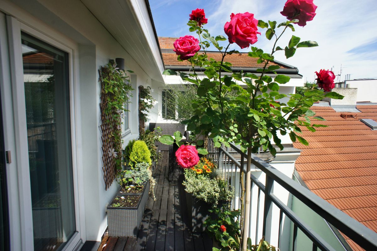 Cultivate roses in pots on the balcony