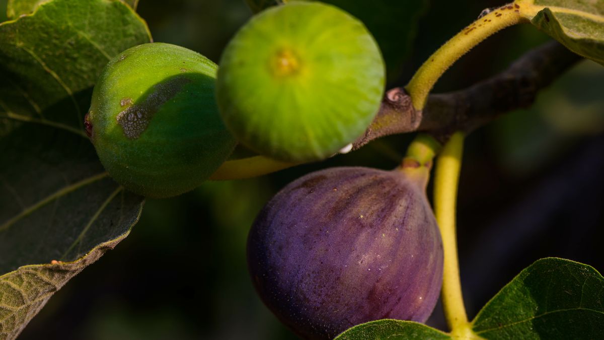 Pruning of the fig