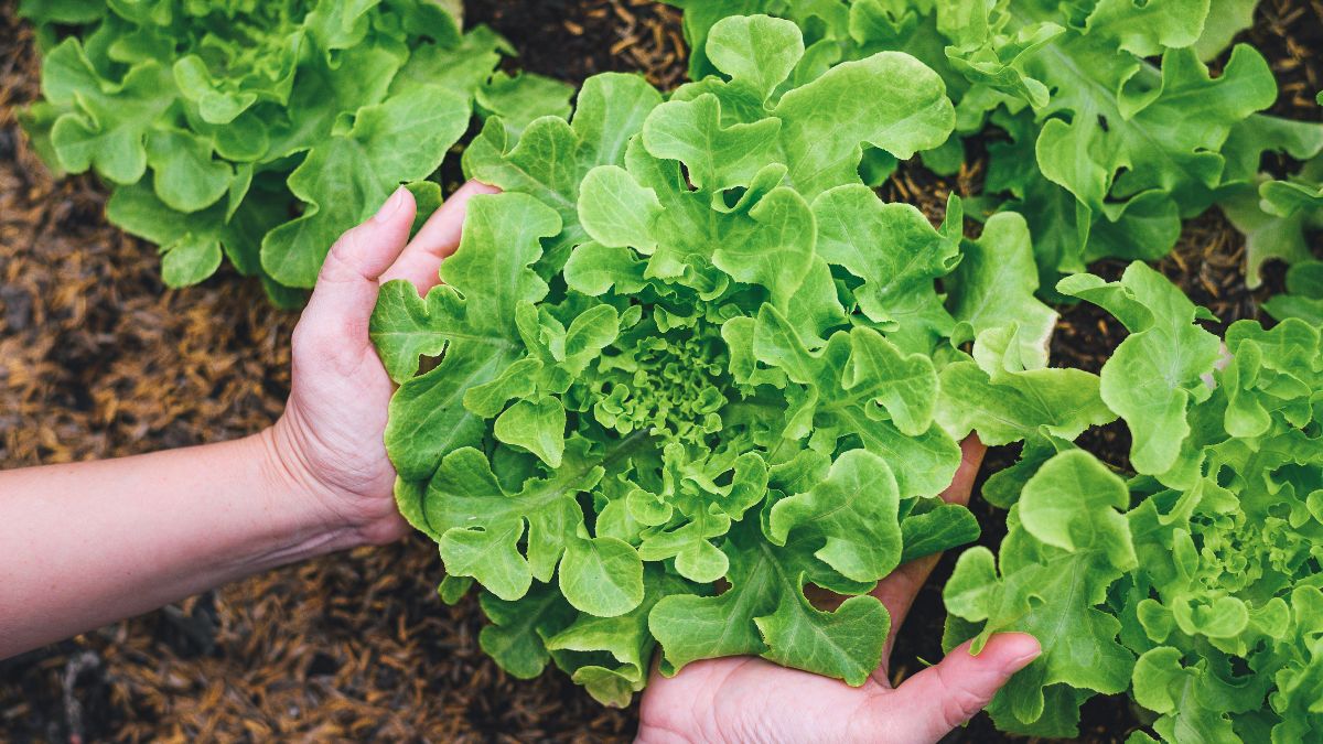 Summer pineapples and lettuce without seeds