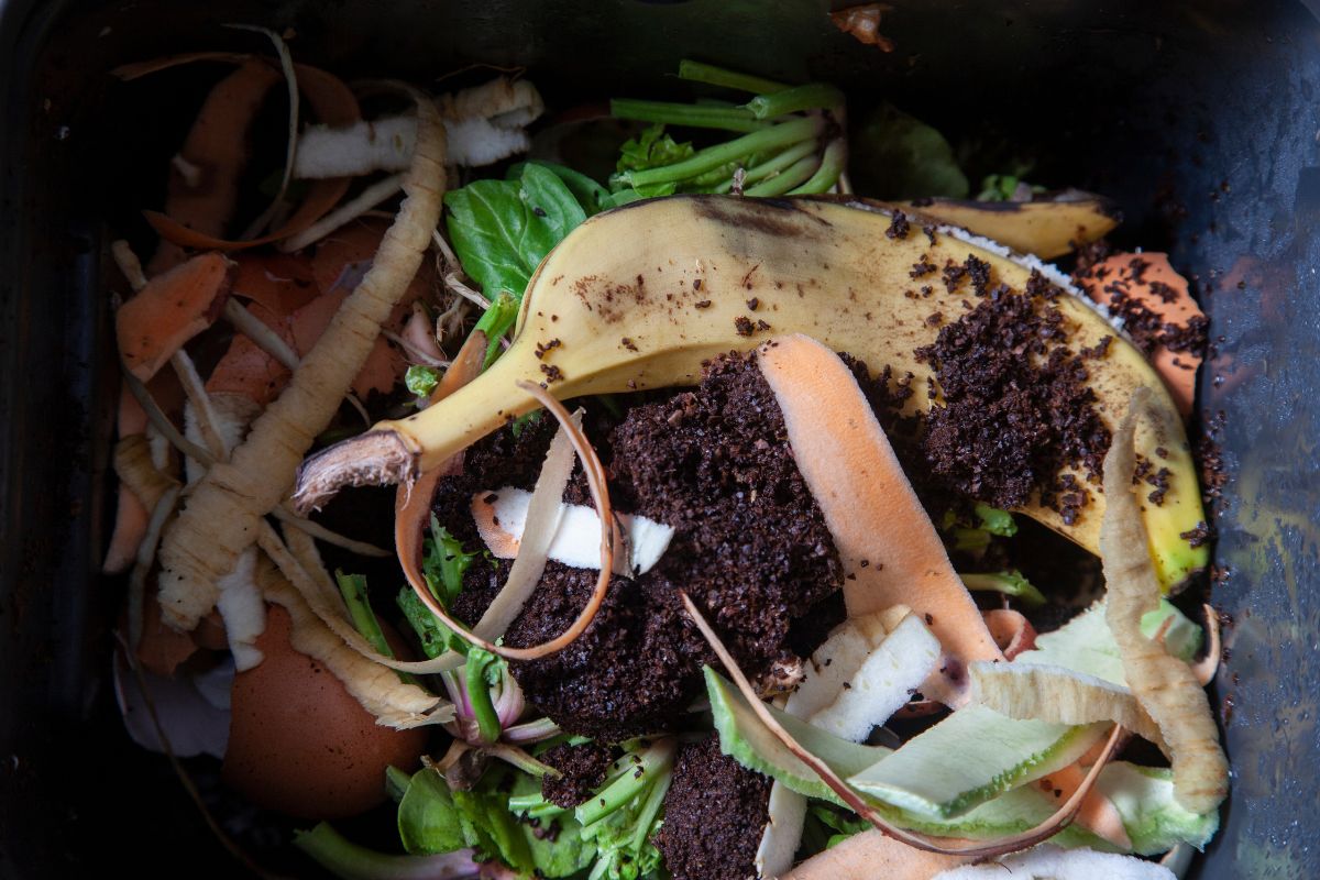 Fertile soil with cooking waste