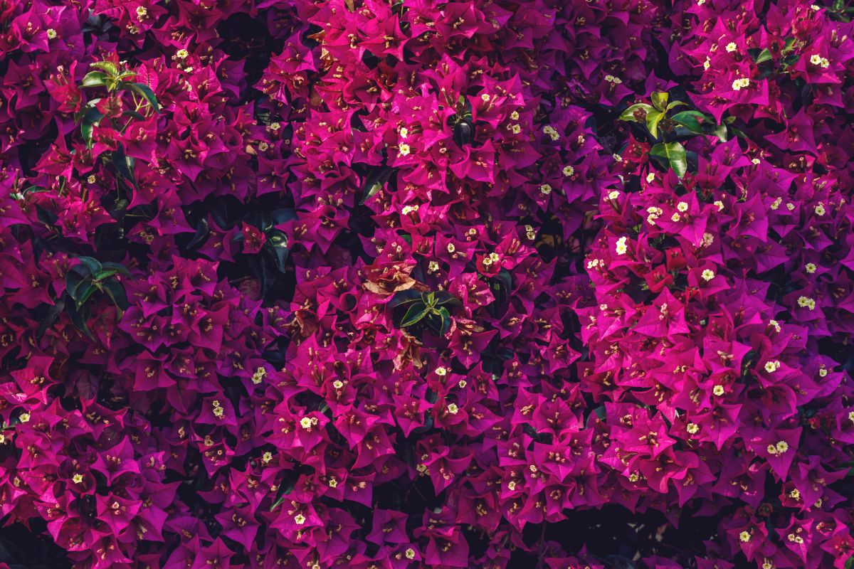 Fertilize the bougainvillea in March