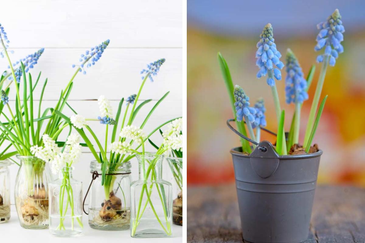 DIY decorations with spring bulbs