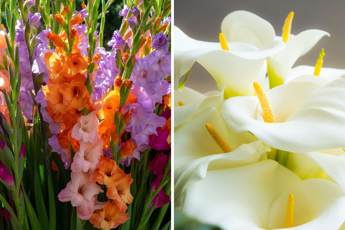 Flowers for a spectacular balcony