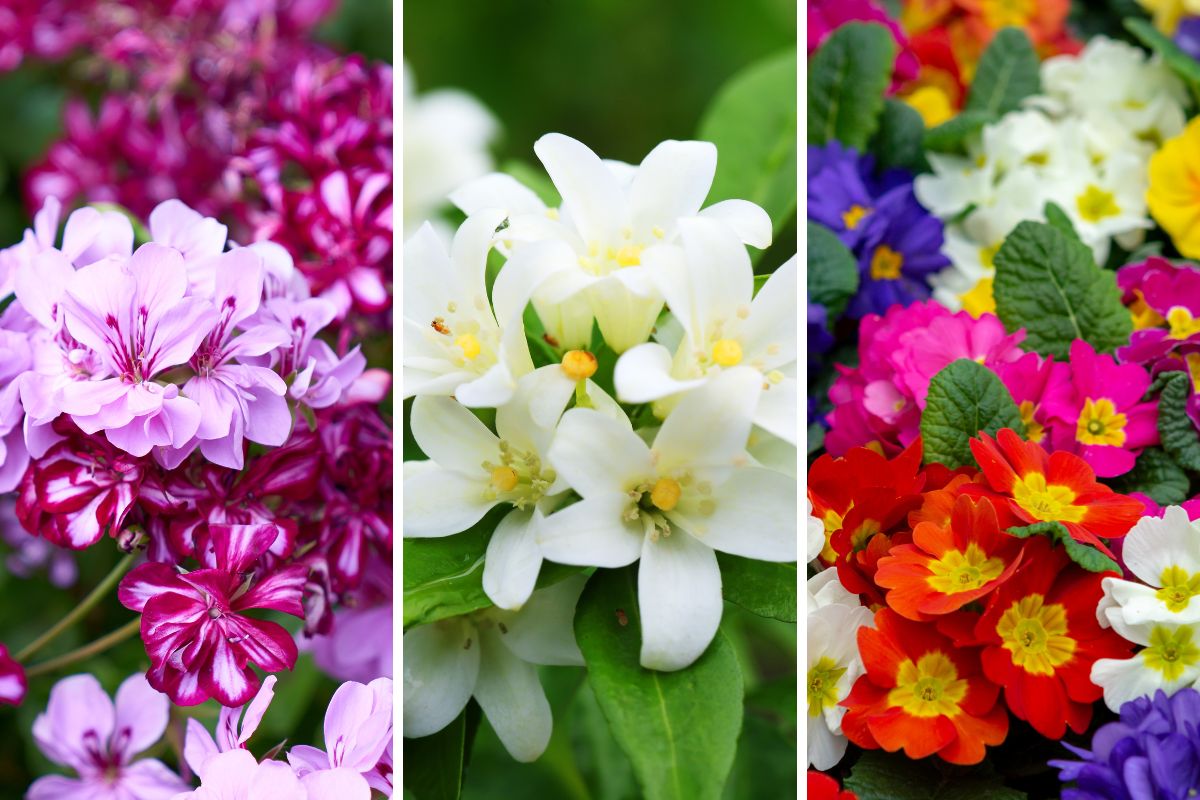 Flowers more suitable for a balcony in spring