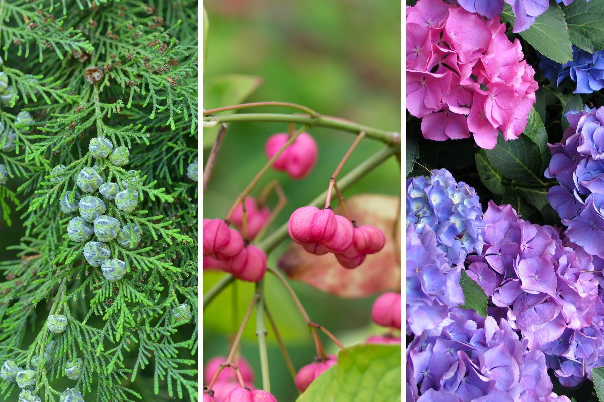 Plants for small green corner