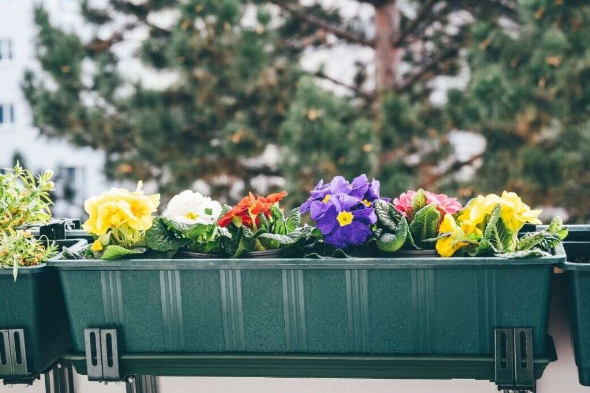Perennial flowers