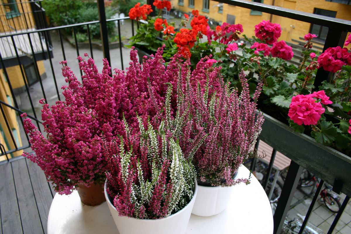 Perennial flowers for a balcony