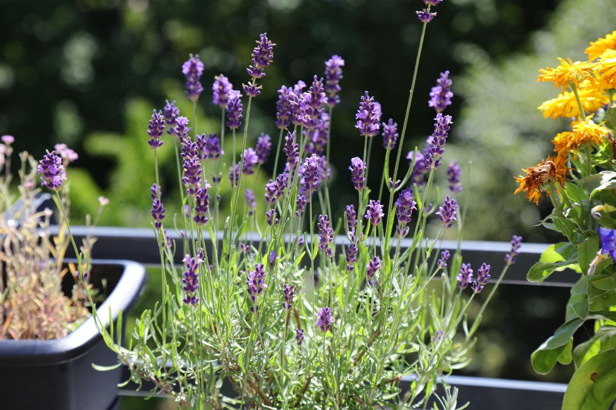 Perennial flowers for balcony