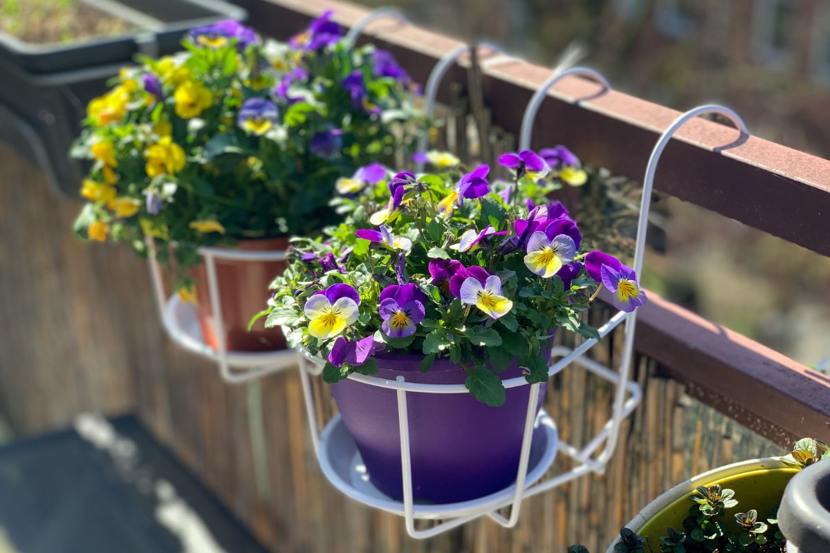 Perennial flowers for a balcony