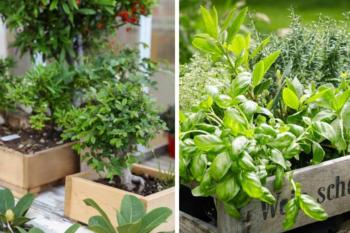 Planters with wooden boxes