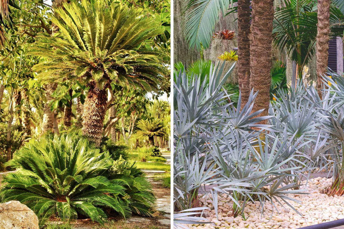 Ideas flower beds with palm trees