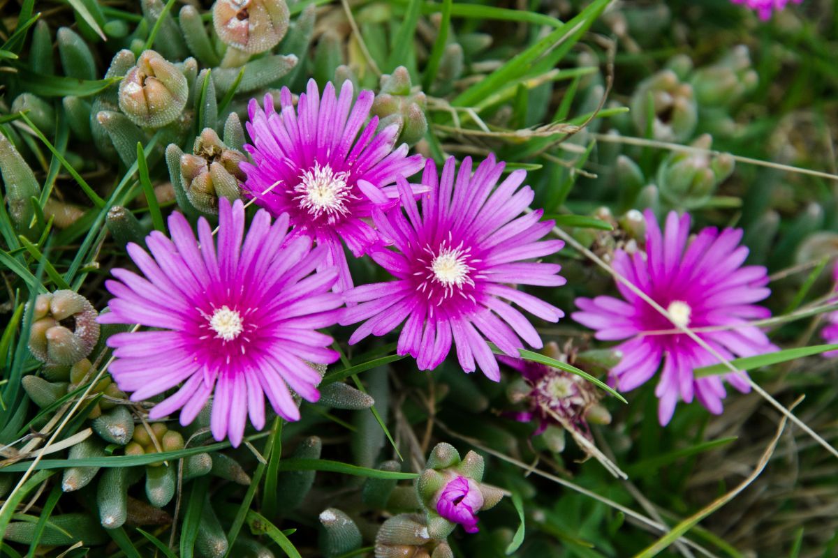 Fairy plants