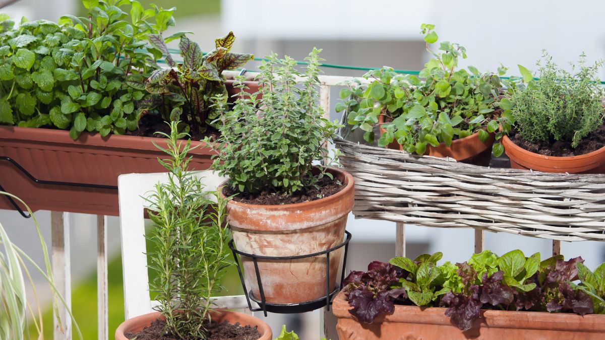 Vegetable garden on the balcony in March