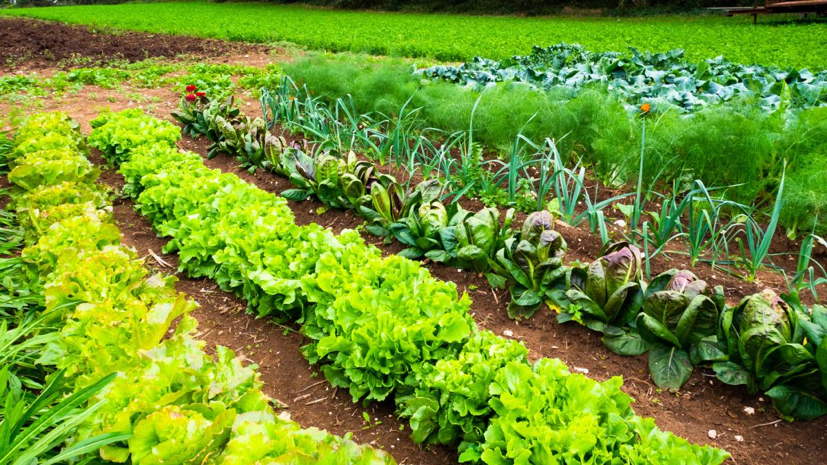 March: which vegetables sow in this month